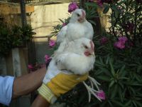 FATTORIA DIDATTICA E ALLESTIMENTI