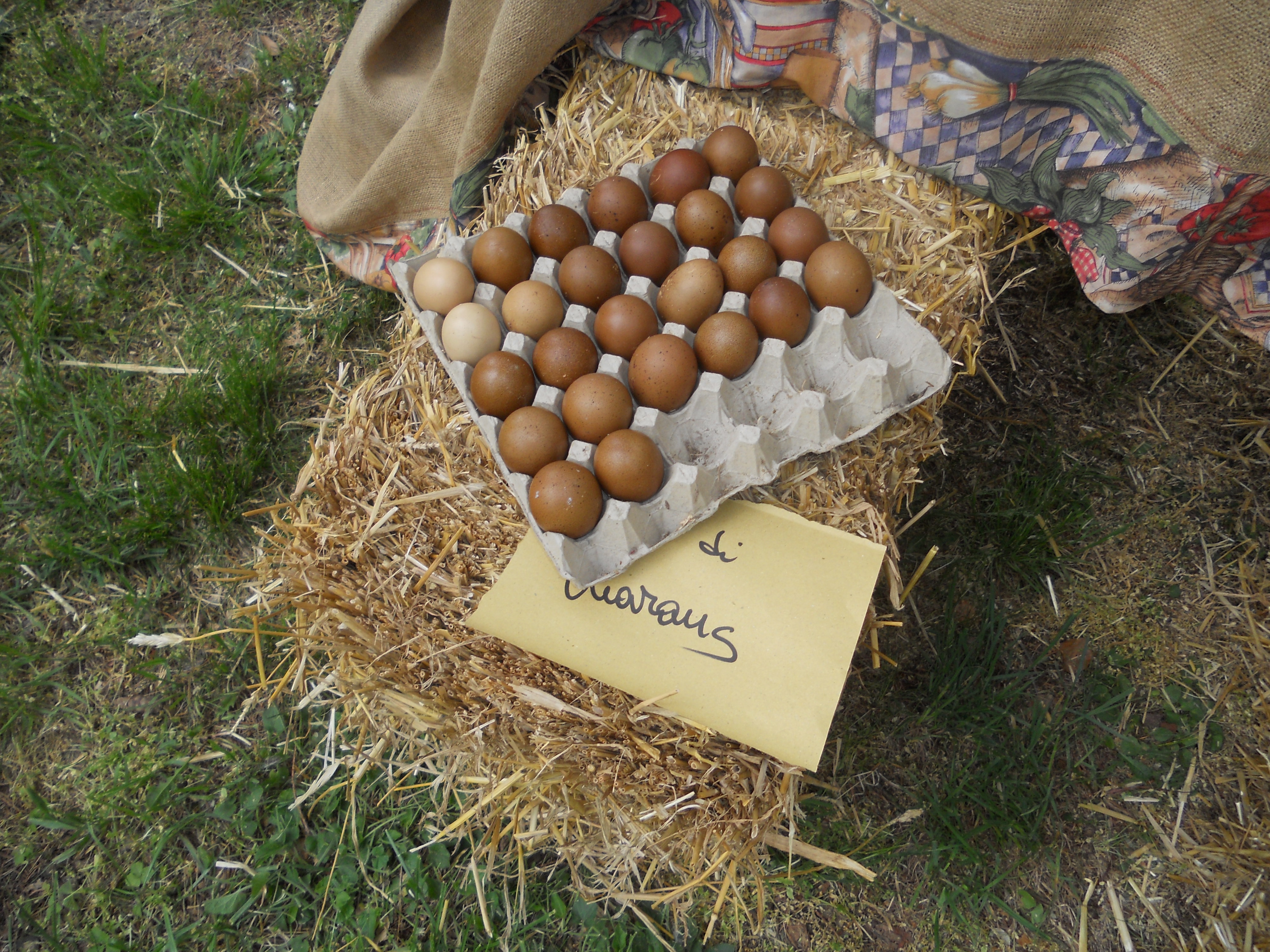 MOSTRA DI UOVA DI GALLINA