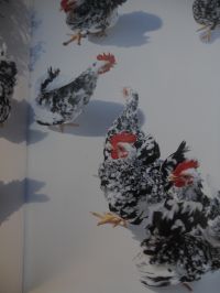 COREOGRAFIE DI GALLI