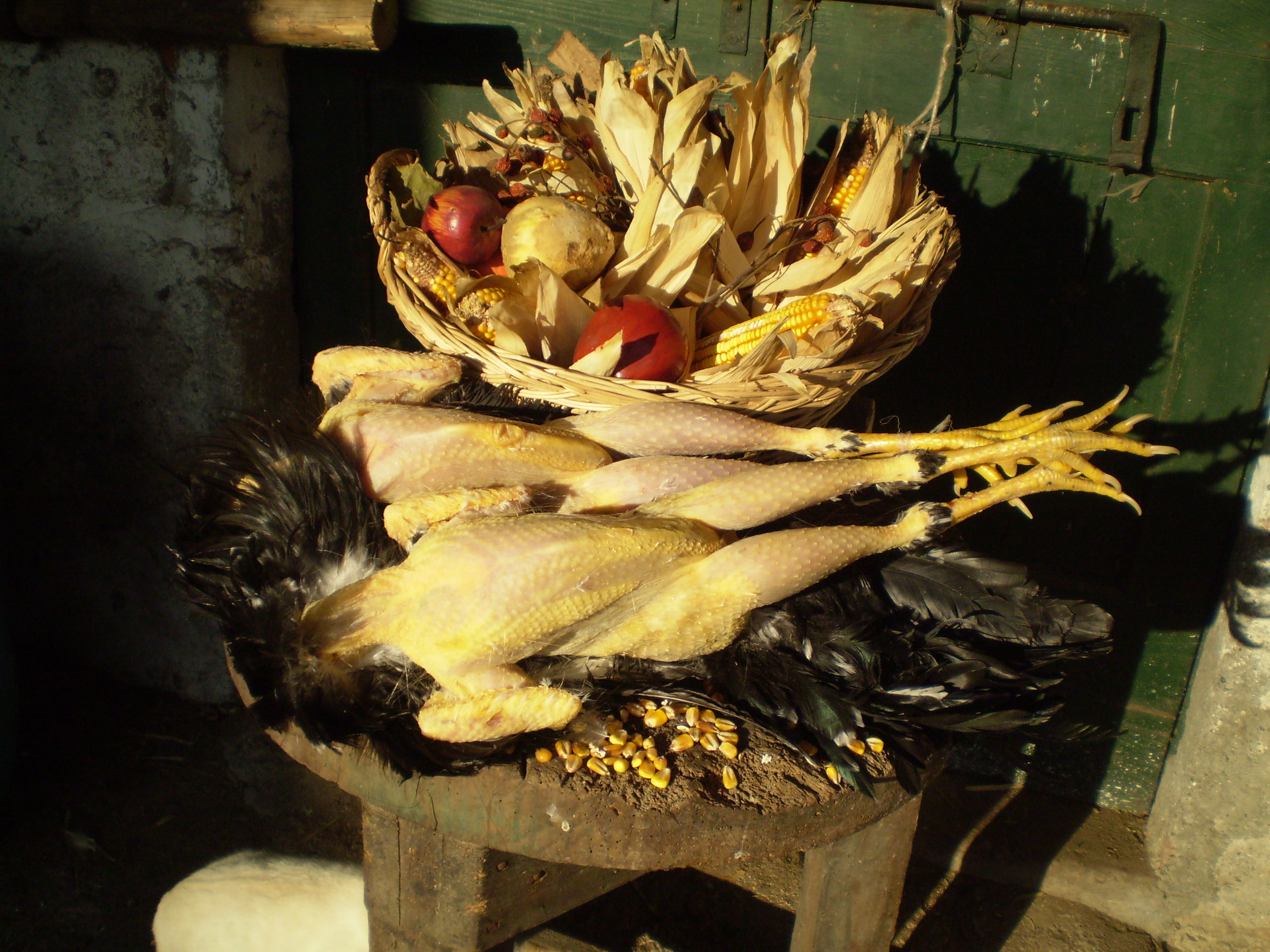 POLLI E CUCINA